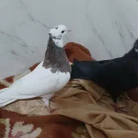 طوقی ماده سبزدم سفید|پرنده|بروجن, |دیوار