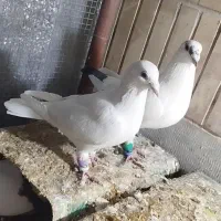 کفتر پلاکی|پرنده|مبارکه, |دیوار