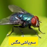 سم پاشی تخصصی و تضمینی منازل با مجوز و ضمانت|خدمات نظافت|تهران, صادقیه|دیوار