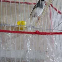 جفت قناری|پرنده|بیرجند, |دیوار