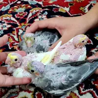 جوجو عروس هلندی