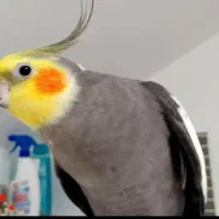 عروس هلندی گمشده