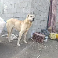 کوچکوم گلگی