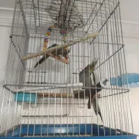 یجفت عروس هلندی نروماده نر ۴ماهشه دستی