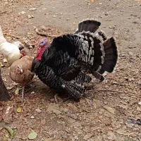 بوقلمون نروماده