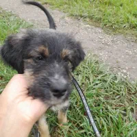 توله اشپیتز تریری پاه کوتاه