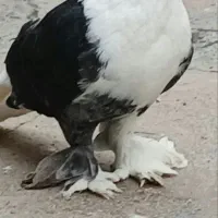 دوبال سیاه|پرنده|اندیمشک, |دیوار