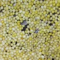 حلزون طبی..وخاویار|خزنده|شیراز, شیشهگری|دیوار