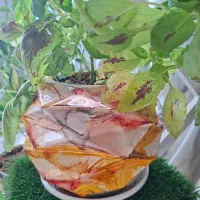 گلدان سفالی|گل و گیاه طبیعی|خمینی‌شهر, |دیوار