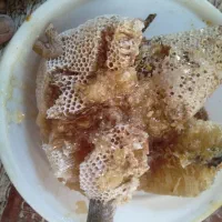 عسل کوهی وحشی