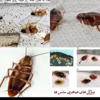 سمپاشی سوسک وساس سم پاشی کک وکنه و انواع حشرات|خدمات نظافت|مشهد, موسوی قوچانی|دیوار