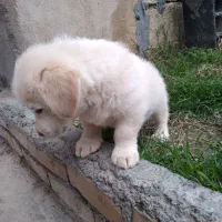 میکس توله شیتنزو اشپیتز|سگ|چمستان, |دیوار