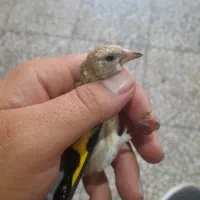 جوجه سهره نر