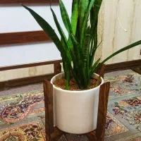 انواع پایه گلدان چوبی|گل و گیاه طبیعی|قم, شاه ابراهیم|دیوار