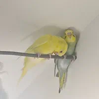 جوجه تازه دونخور مرغ عشق ۱۱ عدد