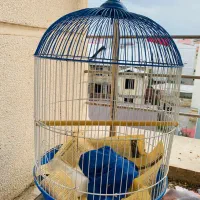 قفس پرنده