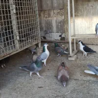 بدرنگ سیمونی|پرنده|شاهین‌شهر, طالقانی|دیوار