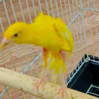 جوجه قناری نر جیبر|پرنده|قرچک, زیبا شهر|دیوار