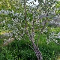 باغ ویلا جاده کلات روستای رضوان اندرخ|فروش زمین و ملک کلنگی|مشهد, تبادکان|دیوار