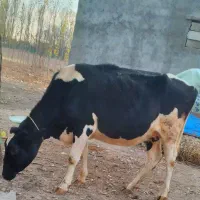 گاو هلشتاین شکم دوم آبستن