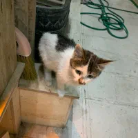 بچه گربه