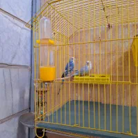 مرغ عشق|پرنده|اشتهارد, |دیوار