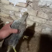 سلام جوجه نیمچه مرغ گلین ۳ماه موجود هست