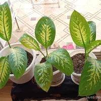 گل دیفن باخیا