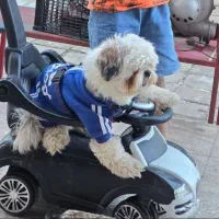 واگذاری پت نژاد شیتزو فرنی