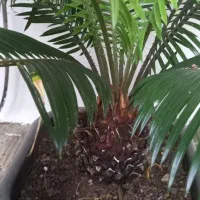 فروش گل سیکاس در رودسر گیلان|گل و گیاه طبیعی|رودسر, |دیوار