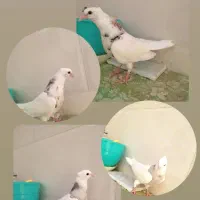 فروش دوتا جوجه طوق هفت رنگ