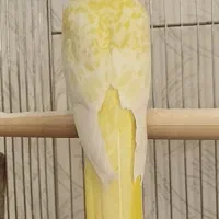 عروس هلندی زعفرانی کمیاب