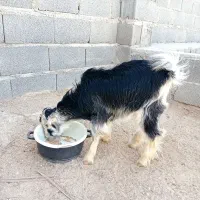 بزغاله خلج - گراش|حیوانات مزرعه|گراش, |دیوار