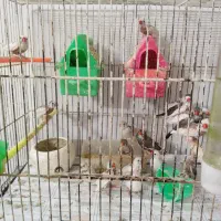 فنچ|پرنده|مشهد, نکاح|دیوار