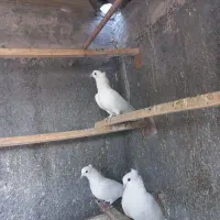 کبوتر رنگی|پرنده|قم, بیست متری ولیعصر|دیوار