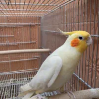 طوطی عروس هلندی / جوجه / نر و ماده /مولد