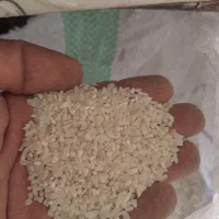 خرده برنج کامفیروزی درشت