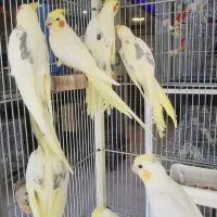 طوطی عروس هلندی جشنواره