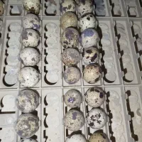 بلدرچین گوشتی و تخم بلدرچین|حیوانات مزرعه|کنارک, |دیوار