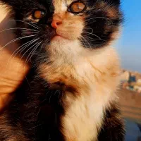 واگذاری با شرایط