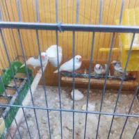 فنچ|پرنده|شیراز, فرگاز|دیوار
