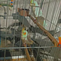 عروس هلندی|پرنده|شهرکرد, |دیوار