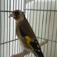 سهره|پرنده|تهران, فلاح|دیوار