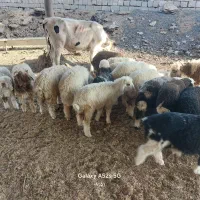گوسفند