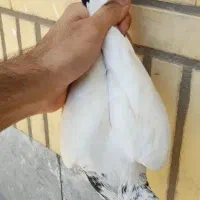 ساعت کفتر