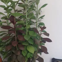 گل فردوس