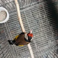 سهره