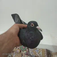 انگشتر کبوتر