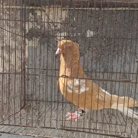 سرک دم سفید
