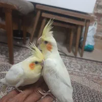 ۳ عدد عروس هلندی